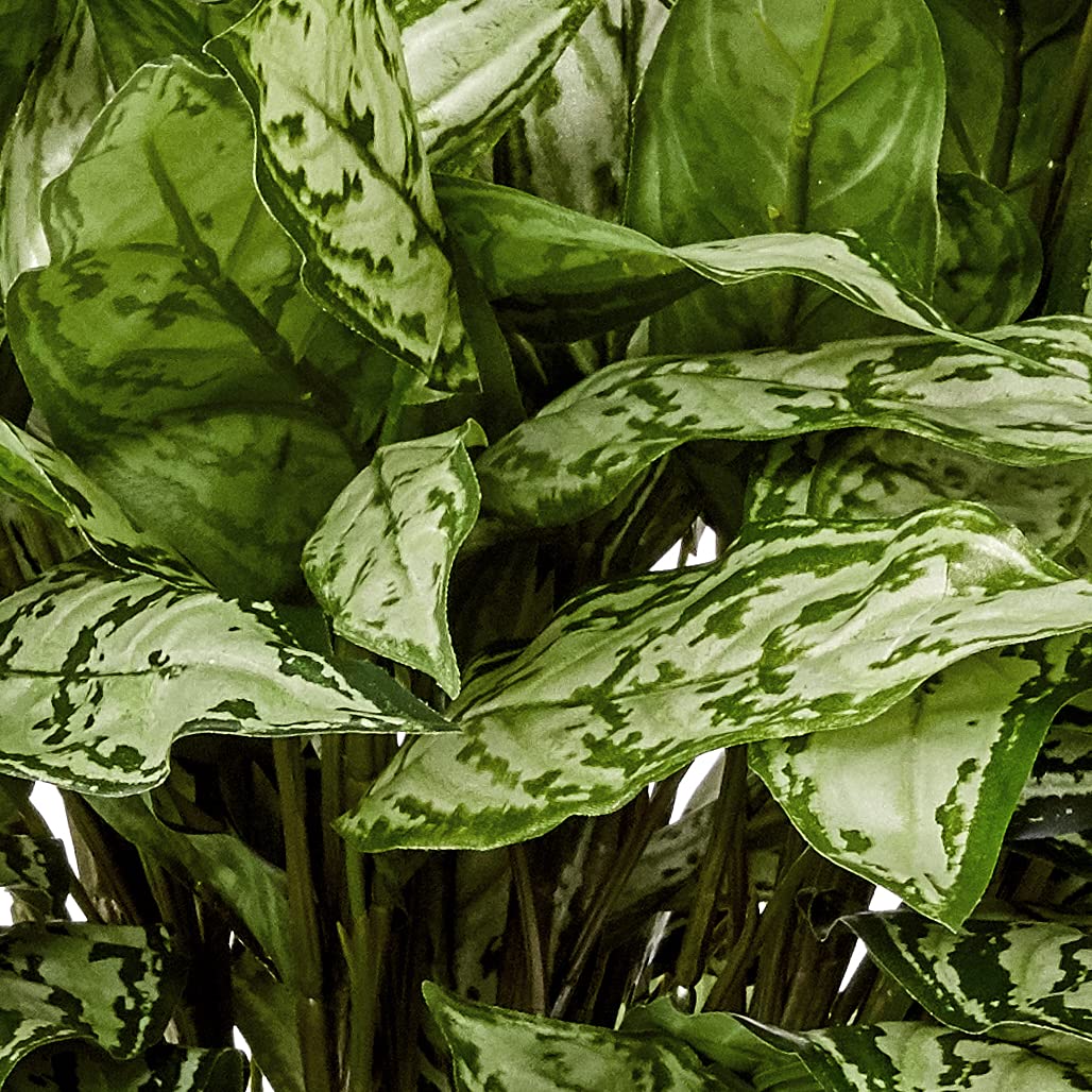 Nearly Natural Silver Queen Artificial Silk Plant in Decorative Planter - Perfect for Home Office Decor, Living Room Centerpiece & Housewarming Gift