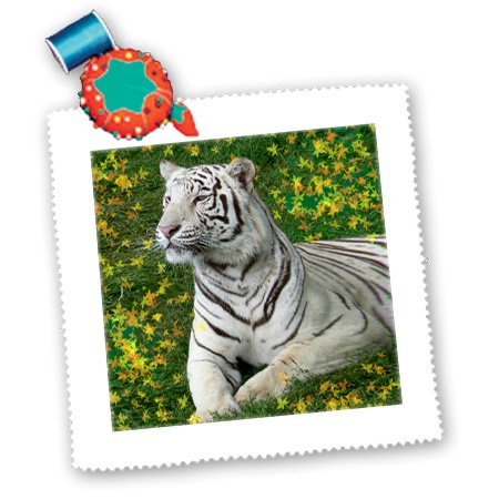 White Tiger 10x10 Inch Square Quilt by 3dRose LLC - Perfect for Home Decor, Bedding & Quilting Projects