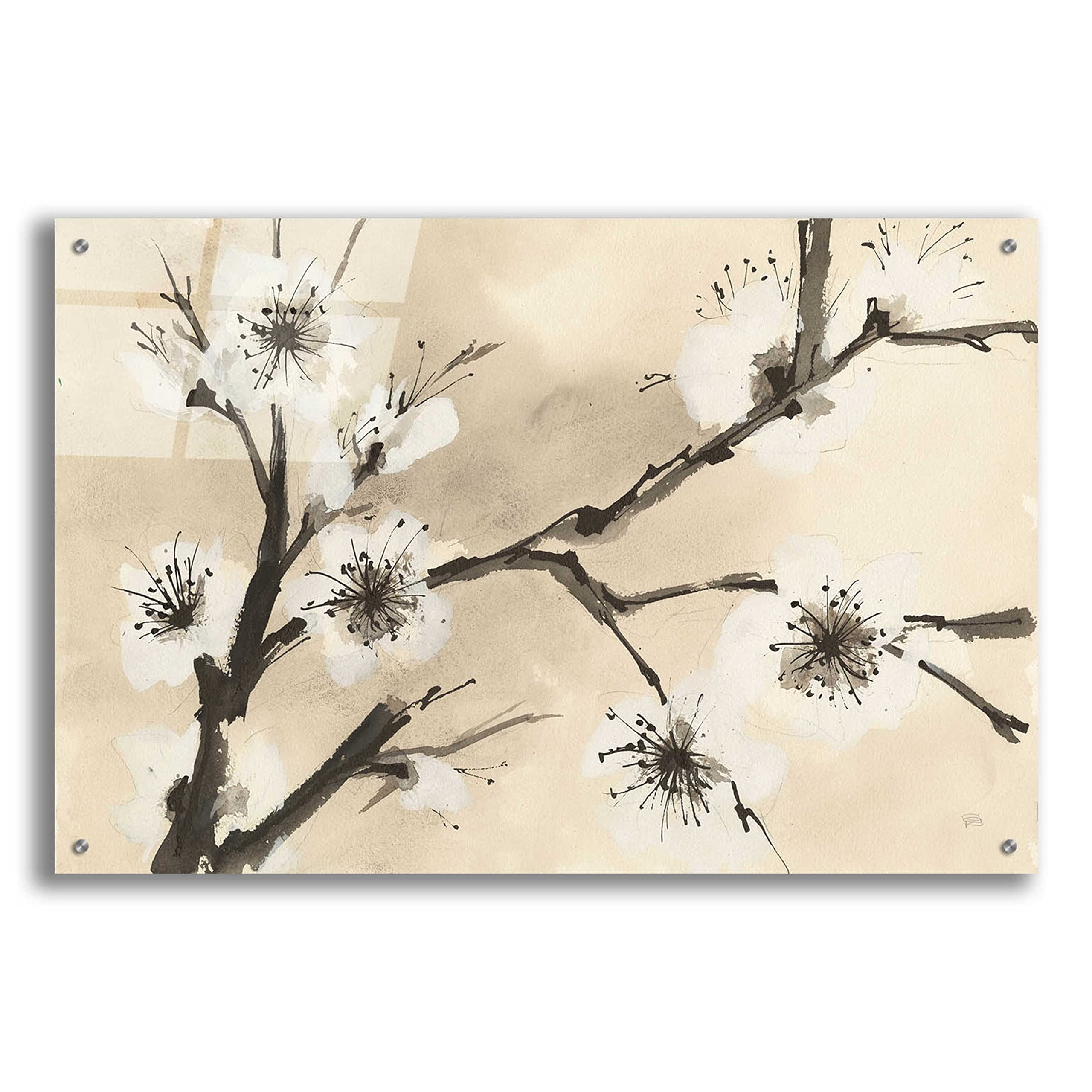 Spring Blossoms II Acrylic Glass Wall Art Print by Chris Paschke - 36x24 Inches Modern Home Decor for Living Room, Bedroom & Office