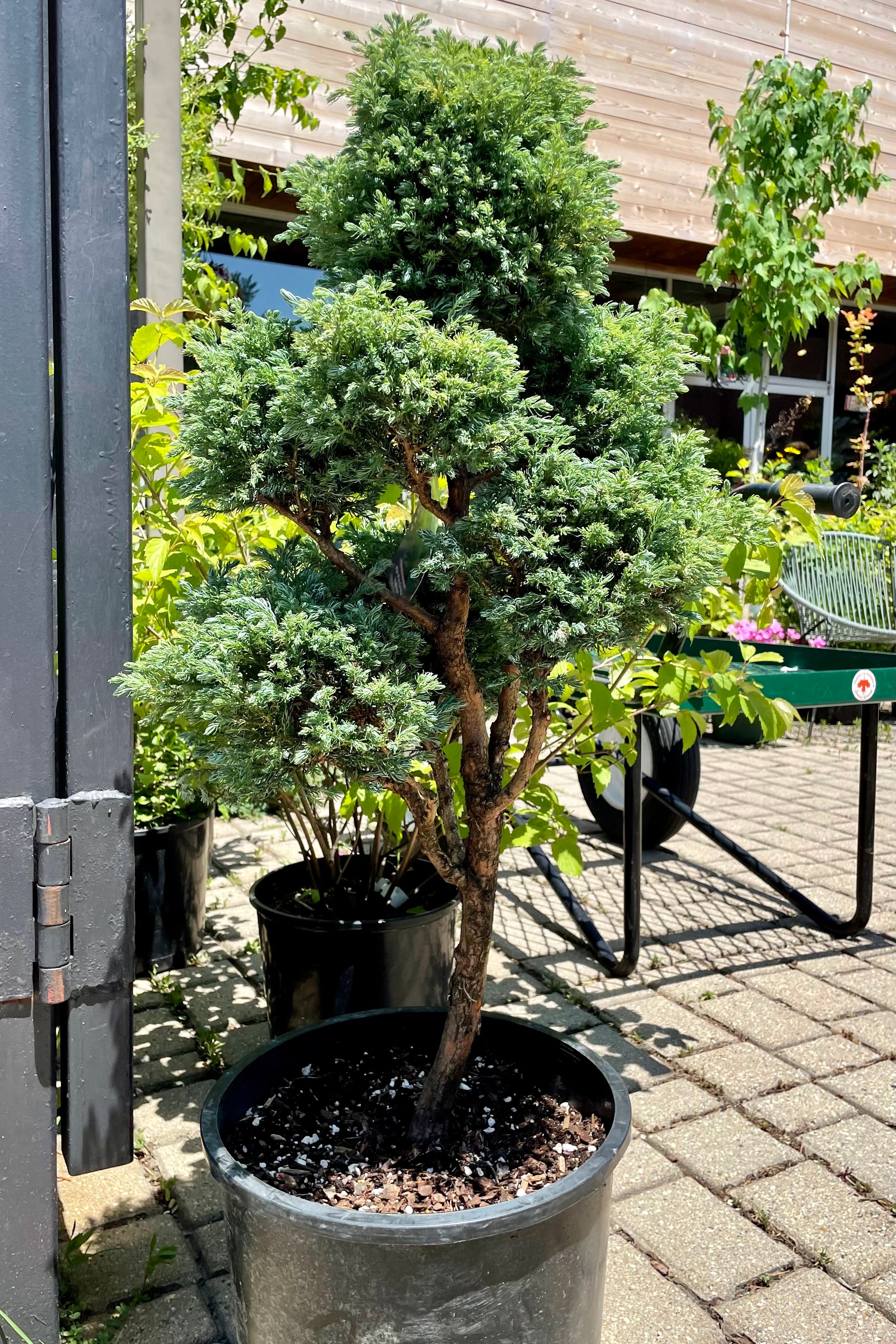 Chamaecyparis pisifera 'Boulevard' Pom Pom - #6 Size Evergreen Shrub for Landscaping, Privacy Hedges & Garden Decor