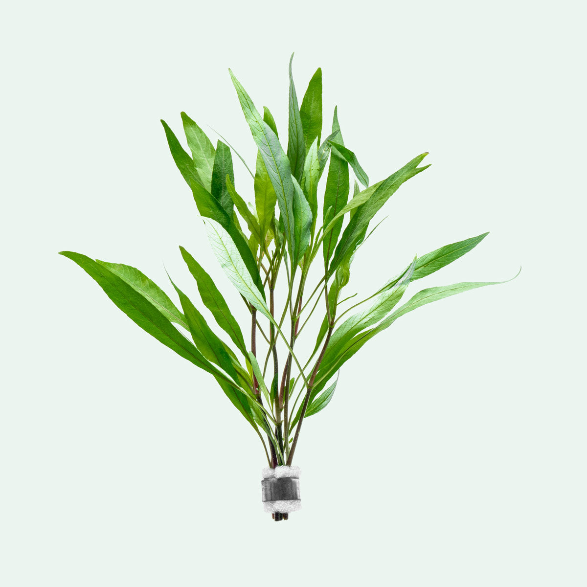 Hygrophila Angustifolia Aquatic Plant for Aquarium - Live Freshwater Plants for Fish Tank Decoration | Perfect for Aquascaping, Shrimp Tanks & Aquatic Ecosystems