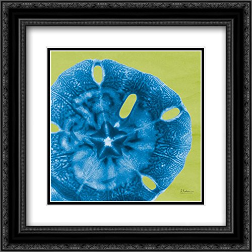 Albert Koetsier 15x15 Black Ornate Framed Double Matted Museum Art Print - Sand Dollar Wall Decor for Living Room, Bedroom & Office