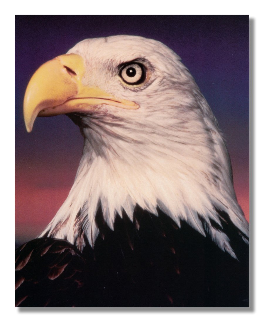 American Bald Eagle Close-Up Head Shot - Black & White Framed Wall Art Print - Perfect for Home, Office & Wildlife Decor