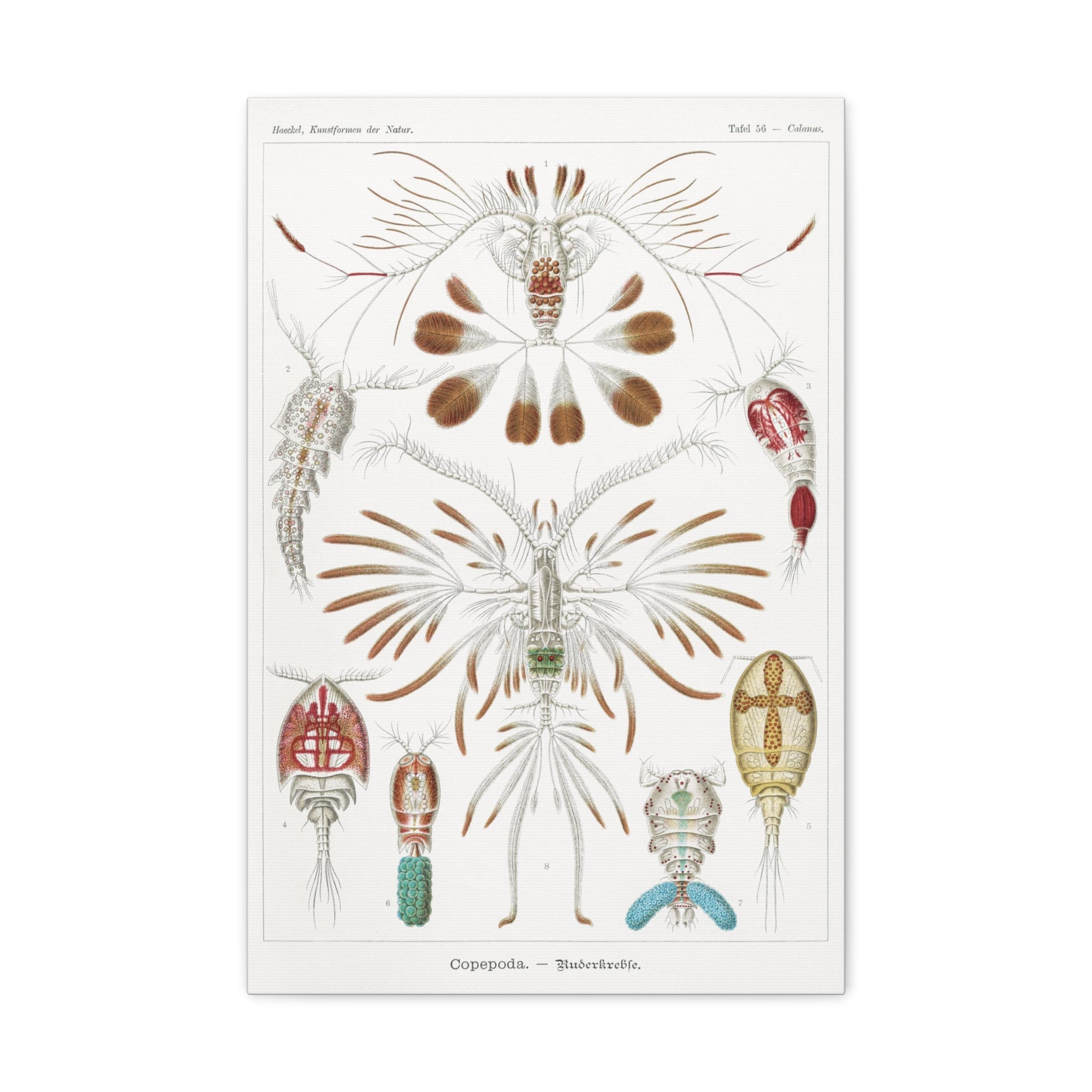 Copepoda Ruderkrebse by Ernst Haeckel - Premium Canvas Art Print for Home & Office Decor | Marine Biology Wall Art | Scientific Illustration Gift
