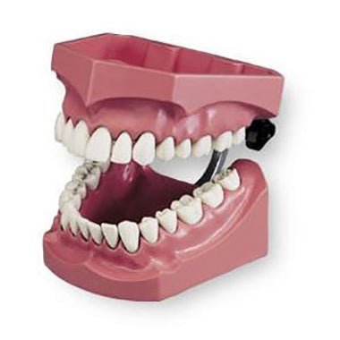 Dental Flossing & Brushing Training Model - Enlarged Dentoform for Oral Hygiene Practice - Perfect for Dental Students, Hygienists & Home Care