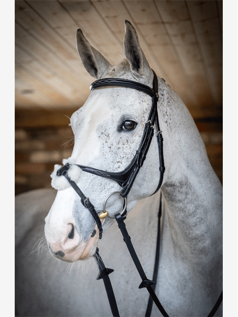 Le Mieux Kudos Grackle Bridle - Premium Horse Riding Bridle for Dressage & Jumping | Comfortable & Durable Equestrian Equipment for Training & Competitions