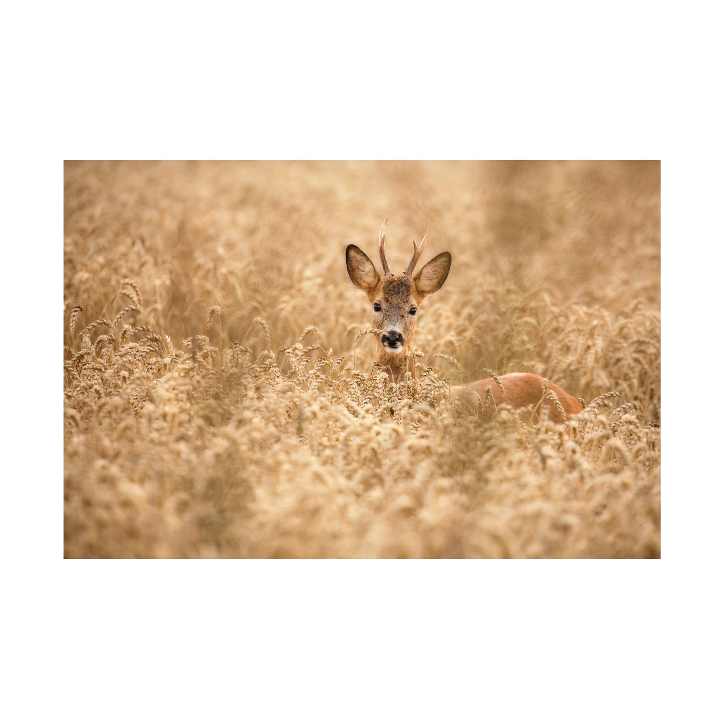 Deer In The Field Canvas Wall Art Print by Allan Wallberg - Nature Wildlife Home Decor for Living Room, Bedroom & Office