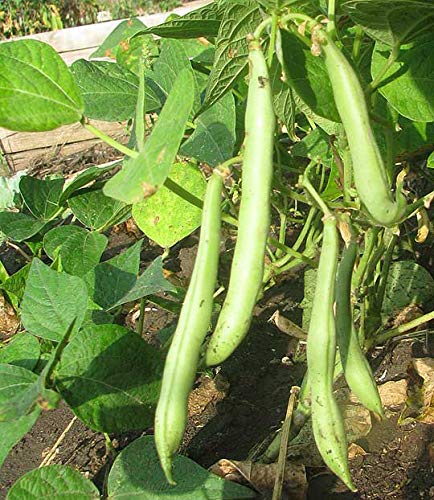 Organic Navy Beans Raw Non-GMO Vegan Bulk 9LB - High Protein Healthy Legumes for Soups, Salads & Slow Cooking