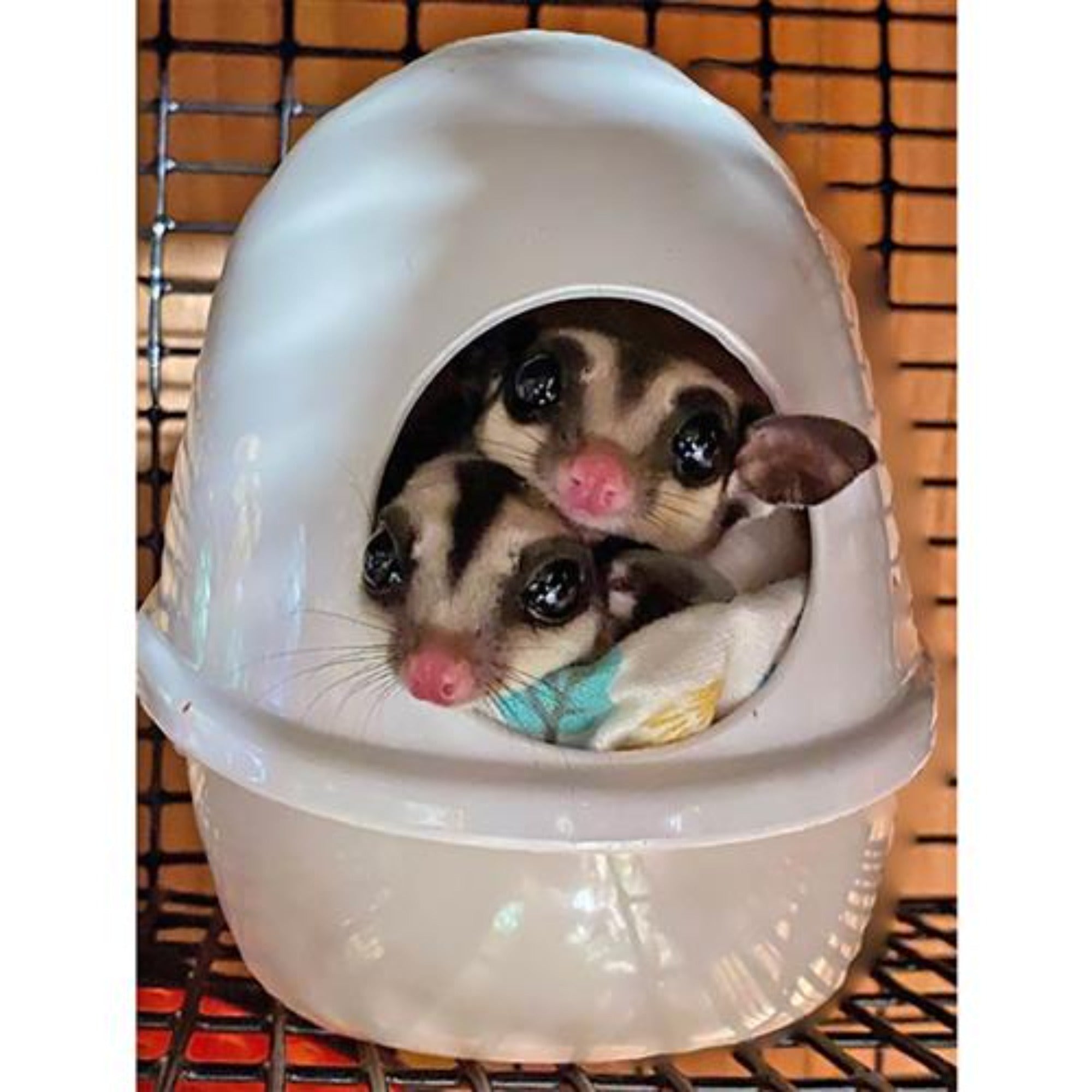 No Mess Press N' Slide Pet Food Dispenser with Dome Lid - Perfect for Cats & Dogs Feeding at Home or Travel