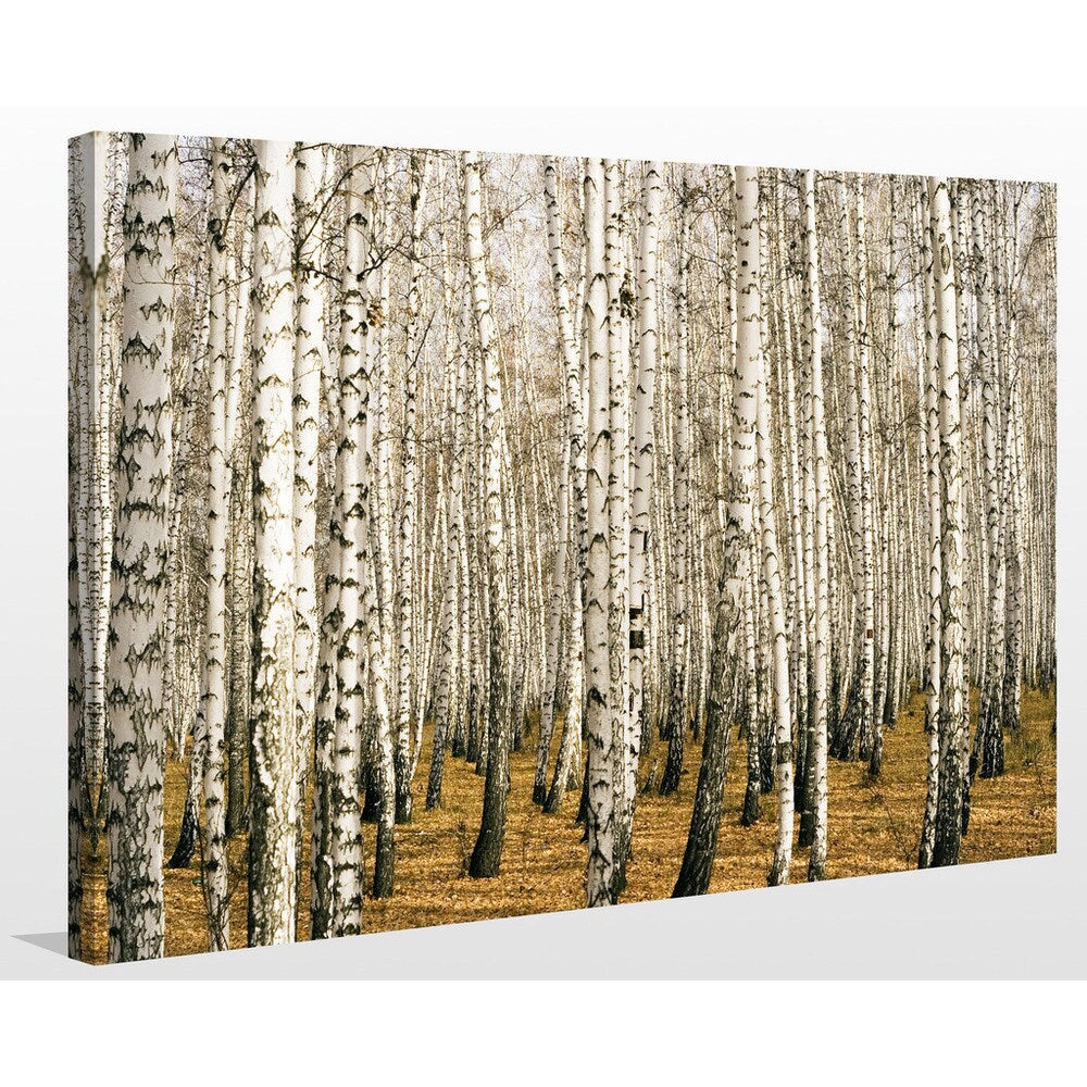 Birch Trees 3 Giclee Print Canvas Wall Art - Nature Inspired Landscape Painting for Living Room, Bedroom & Office Decor