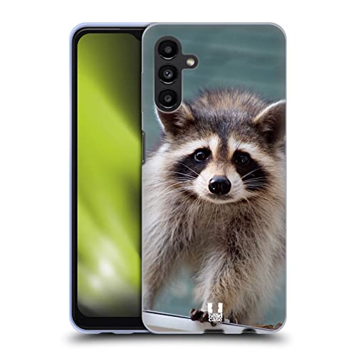 Baby Raccoon