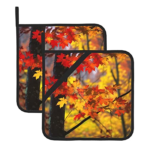 Autumn Maple Leaves Fall Leaf
