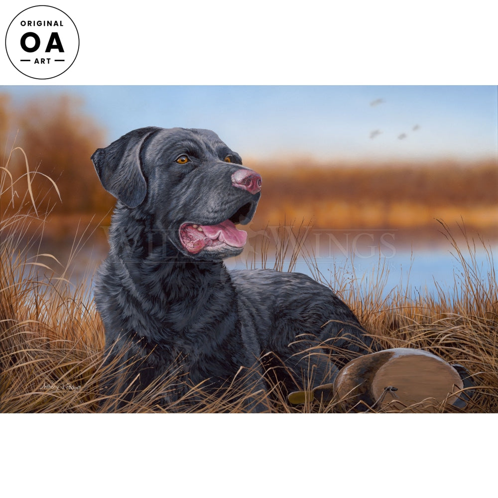 Great Expectations - Black Labrador Retriever Puppy | Premium Dog Breed for Family Pets & Hunting Companions | Perfect for Outdoor Adventures & Home Companionship