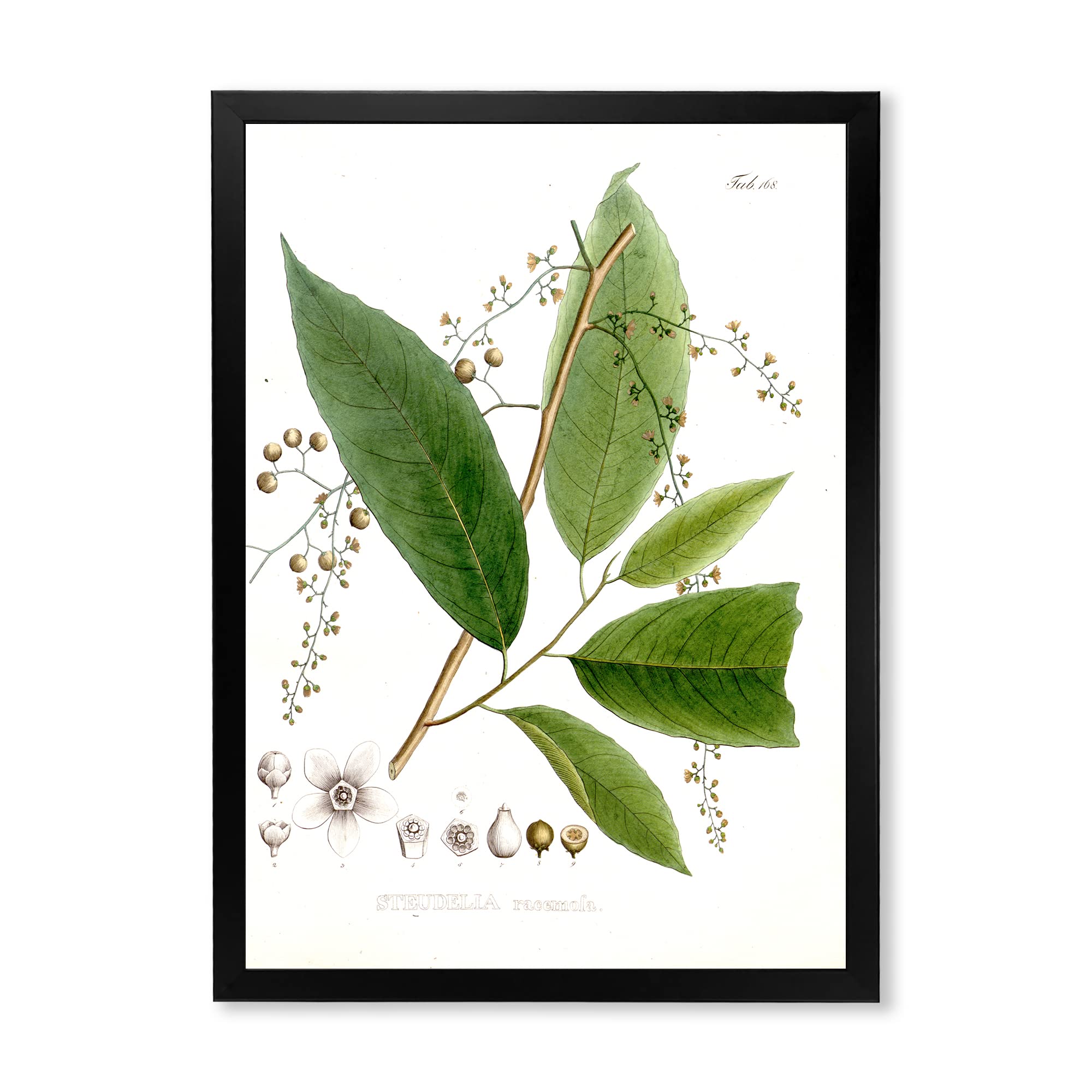 Vintage Brazilian Plant Traditional Framed Wall Art - Handmade Home Decor for Living Room, Bedroom & Office