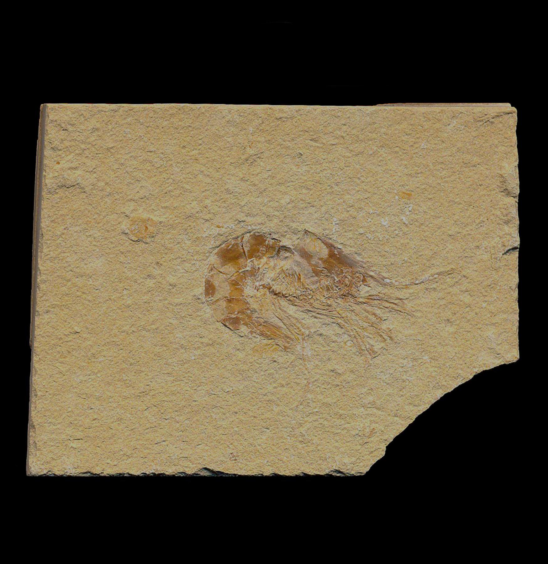Fossil Shrimp - Authentic Prehistoric Shrimp Fossil Specimen for Collectors & Science Enthusiasts | Perfect for Home Decor, Classroom Display & Paleontology Gifts