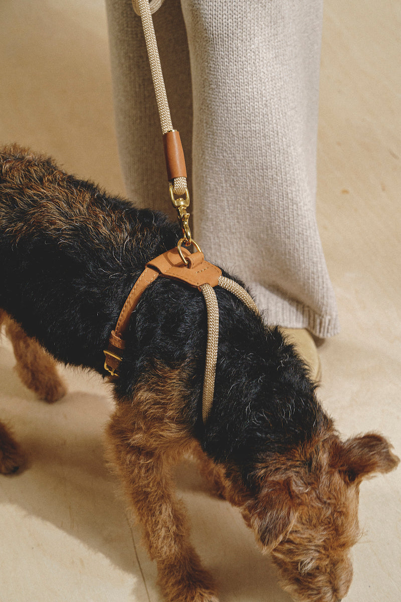 Premium Adjustable Dog Harness for Small & Medium Dogs - Pony Makarony Ginger Design with Lightweight Rope Leash | Perfect for Walking, Training & Outdoor Adventures