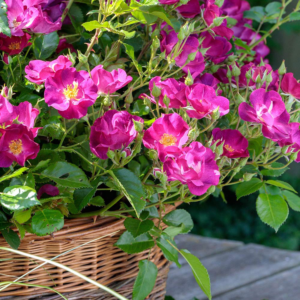 Heirloom Roses Grape Jelly™ Purple Floribunda Rose Bush - Live Outdoor Planting, Fragrant Purple Blooms for Garden Landscaping & Wedding Decorations
