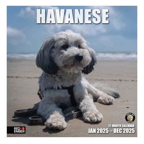 06 - Havanese
