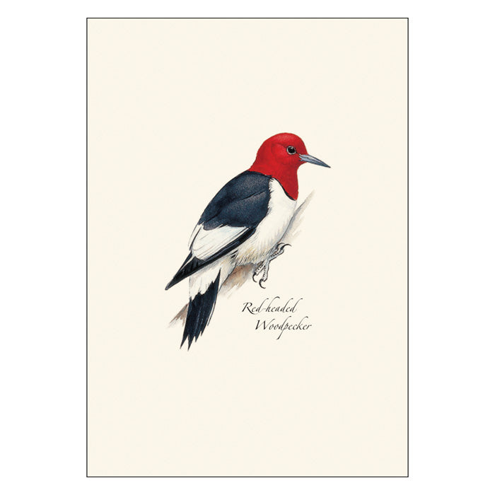 Peterson Woodpecker Notecard Assortment - 24-Pack Blank Notecards with Envelopes for Thank You Cards, Greeting Cards & Handwritten Letters - Perfect for Bird Lovers & Nature Themed Stationery