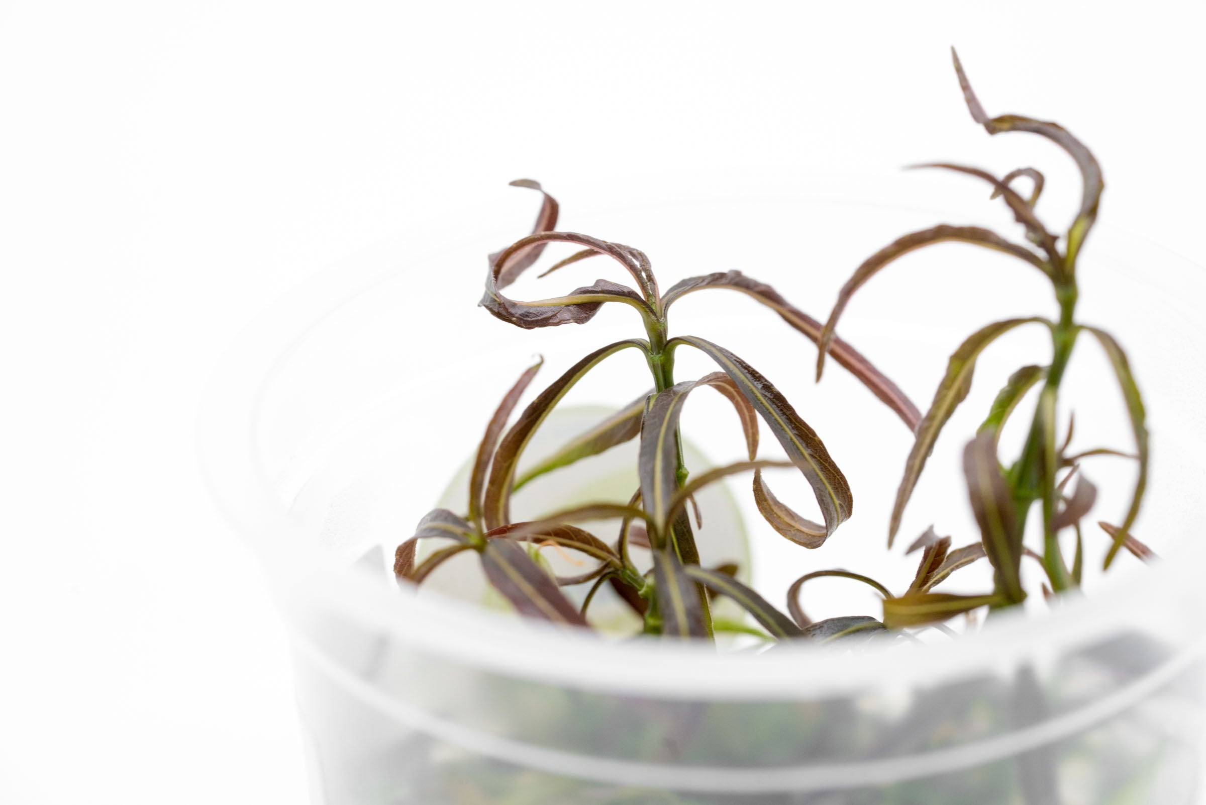 Hygrophila Lancea Araguaia Aquatic Plant - Live Freshwater Aquarium Plant for Fish Tanks, Aquascaping & Low-Tech Setups