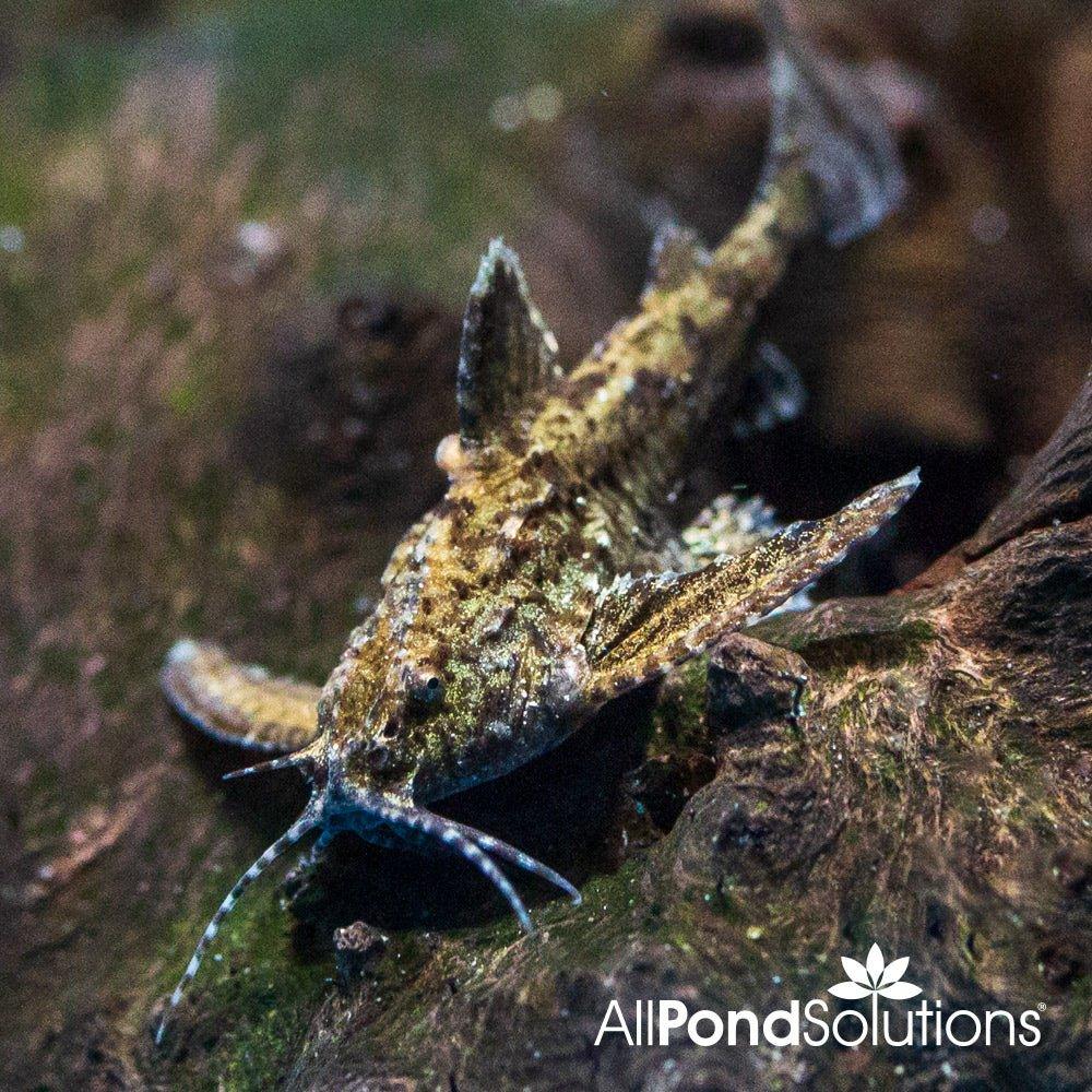 Dwarf Anchor Catfish (Hara jerdoni) - Tiny Freshwater Aquarium Fish for Nano Tanks, Peaceful Bottom Dweller - Perfect for Planted Tanks & Community Aquariums