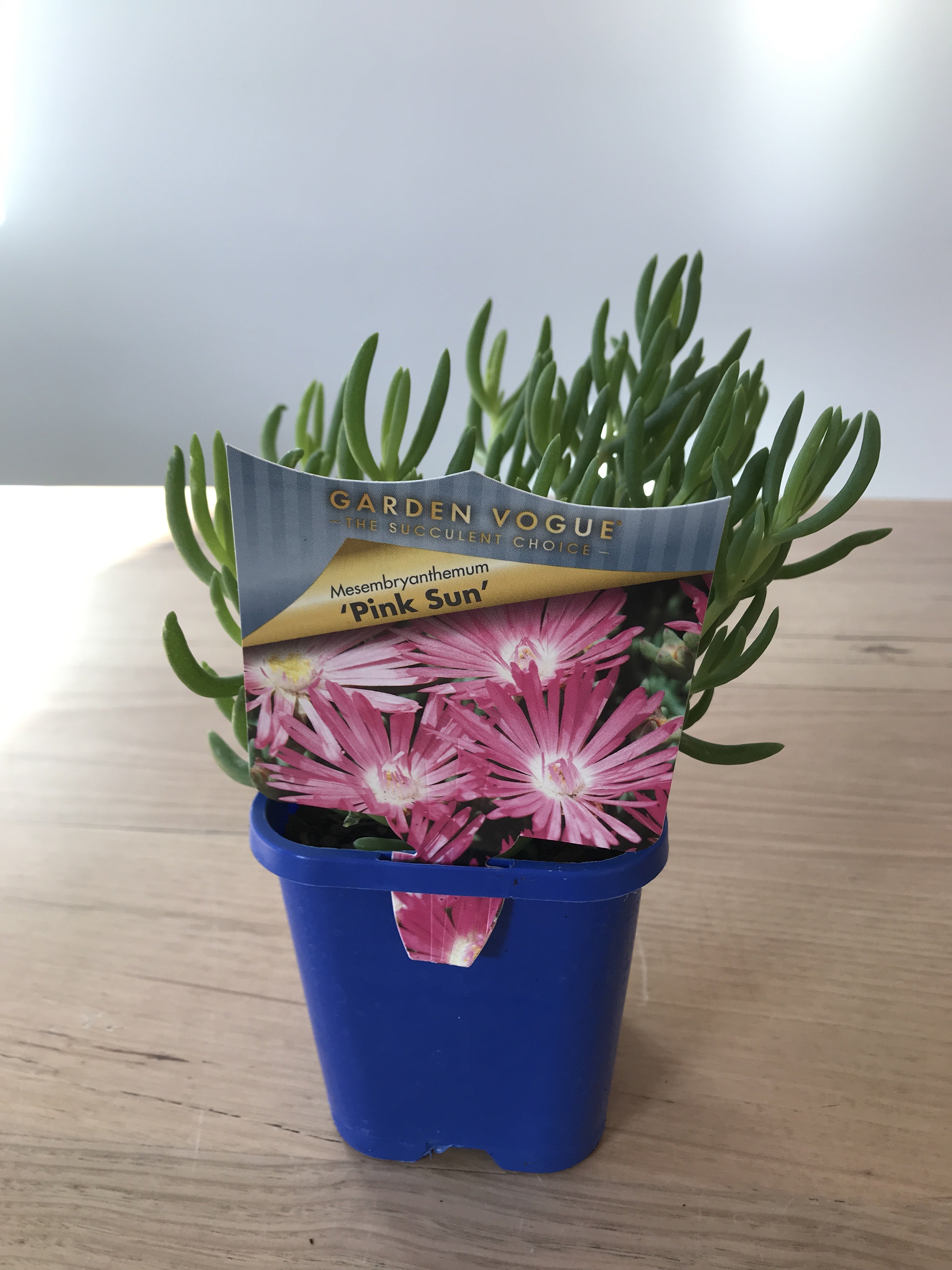 Mesembryanthemum 'Pink Sun' - Vibrant Pink Ice Plant for Drought-Tolerant Gardens, Rock Gardens & Sunny Landscapes