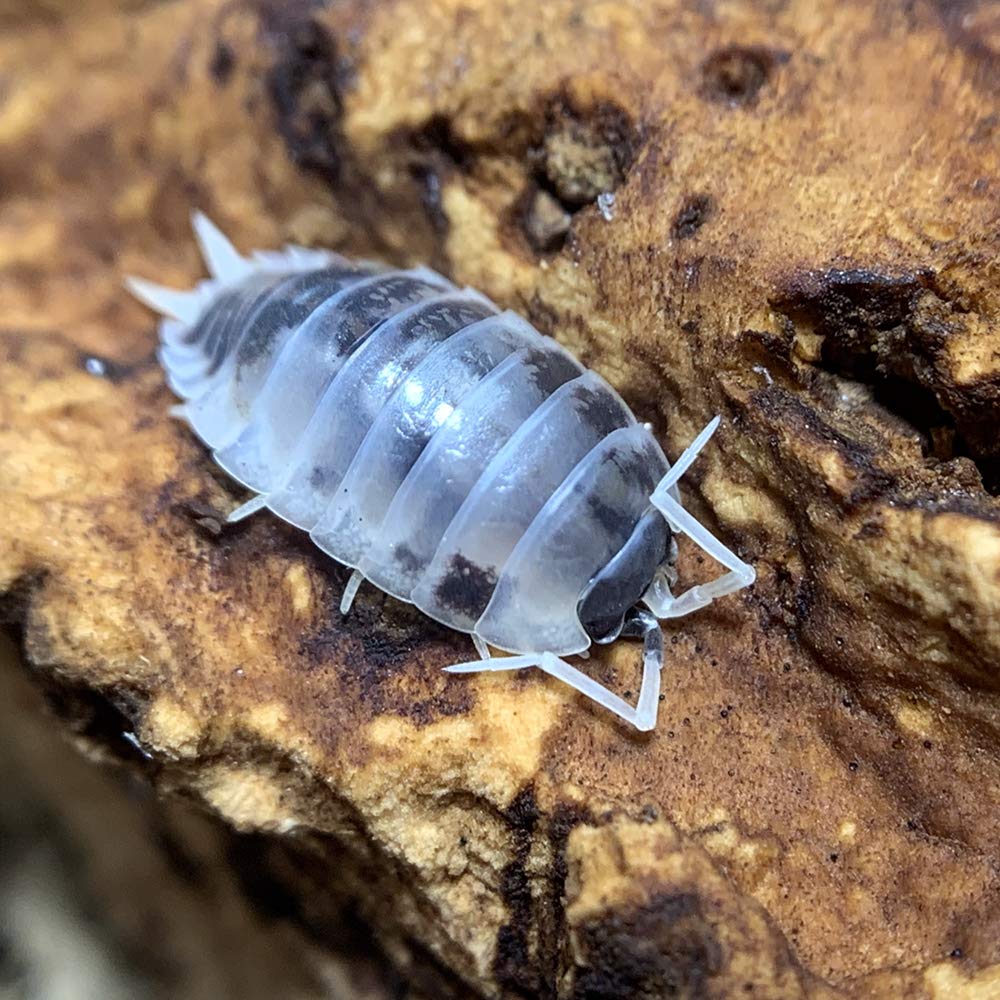 Live Dairy Cow Isopods (Porcellio laevis) for Sale - Natural Cleanup Crew for Reptile Terrariums, Snake & Gecko Enclosures | Bioactive Vivarium Substrate & Pet Habitat Maintenance