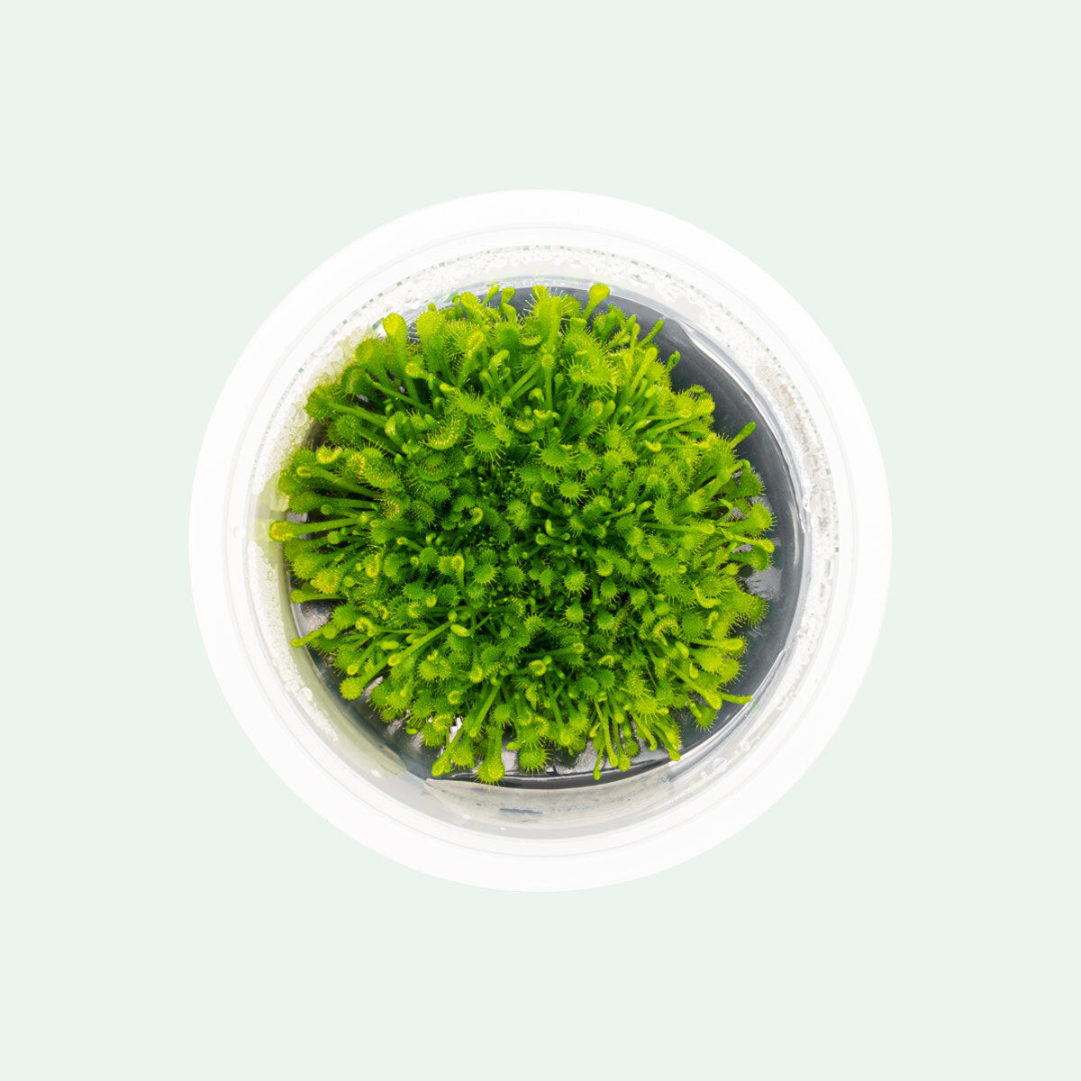 Drosera Rotundifolia (Round-Leaved Sundew) Carnivorous Plant - Natural Pest Control for Home & Garden | Perfect for Terrariums, Windowsills & Outdoor Bog Gardens