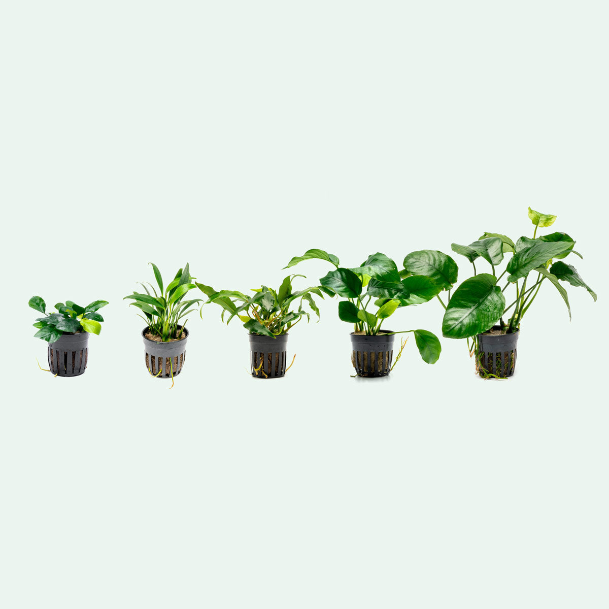 Assorted Anubias Aquatic Plants Bundle - Live Freshwater Aquarium Plants for Fish Tanks - Perfect for Aquascaping, Shrimp Tanks & Low Light Aquariums
