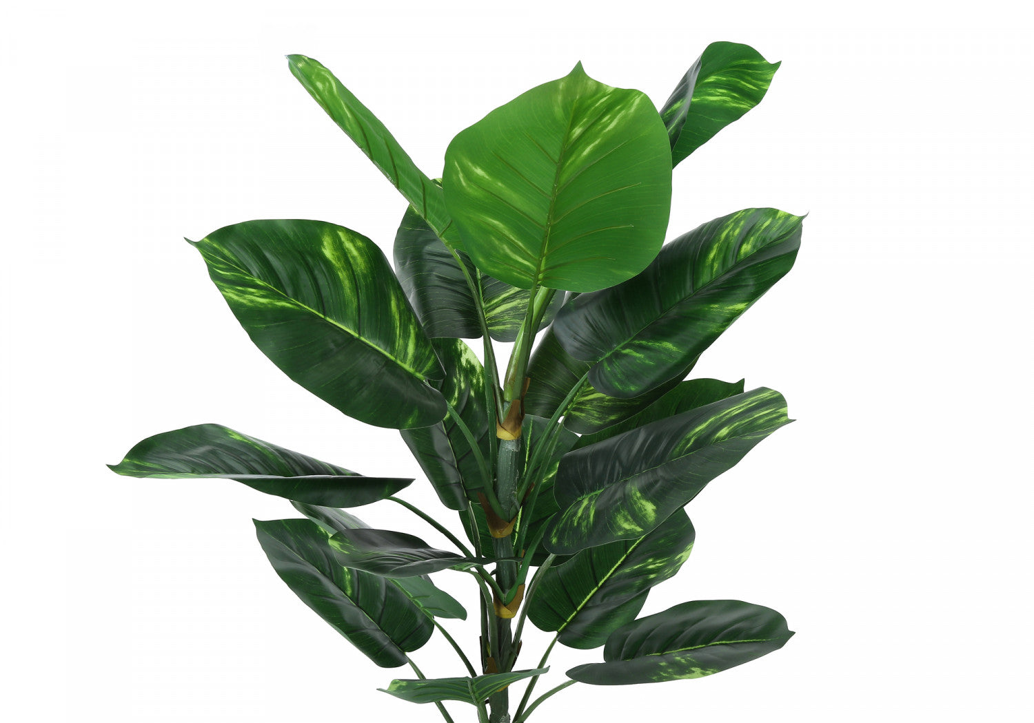 54 Inch Dieffenbachia Plant with 6 Inch Black Pot - Large Tropical Houseplant for Home, Office & Indoor Decor