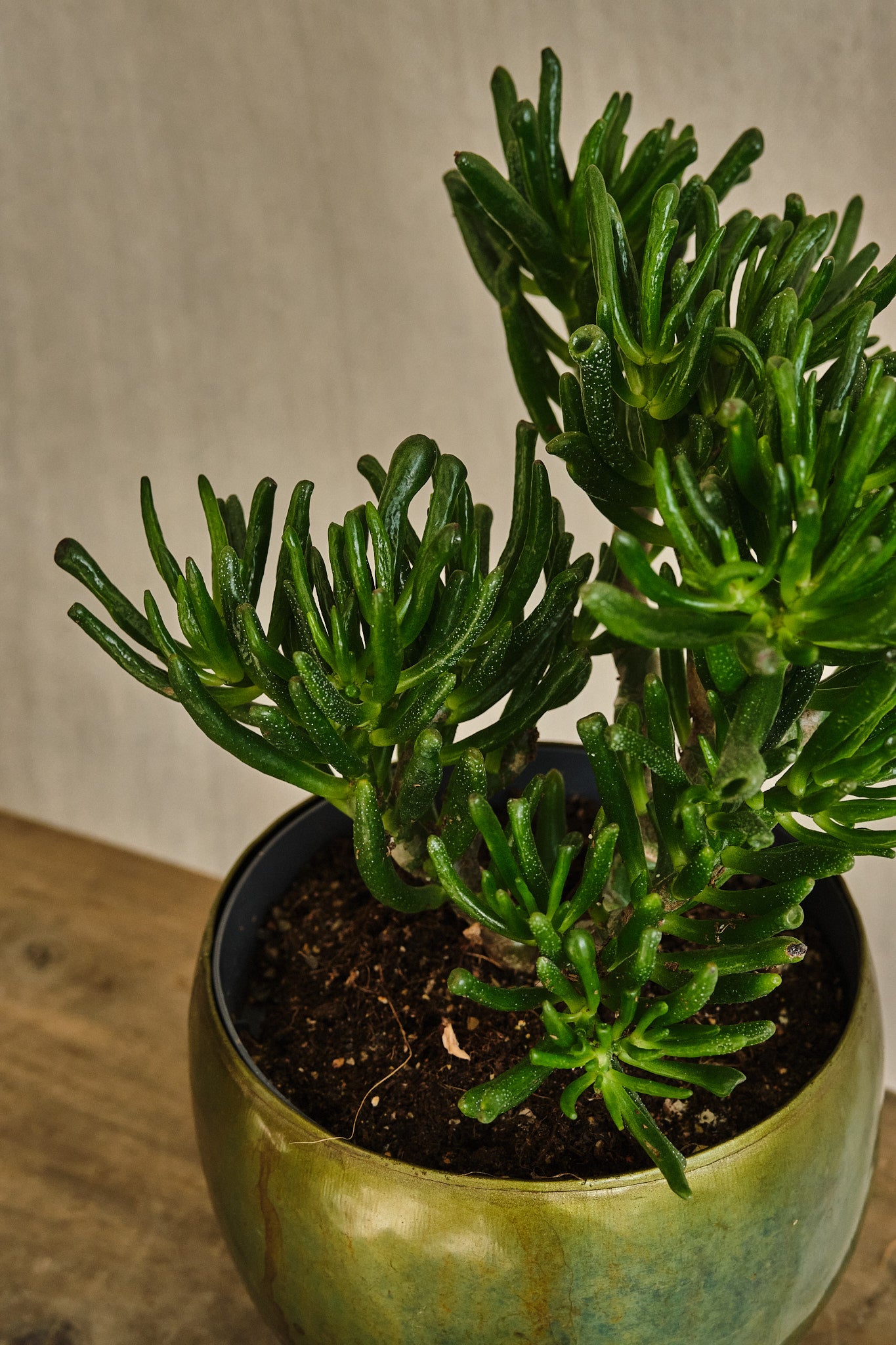Crassula Hobbit Succulent Plant - Unique Jade Plant for Home Decor, Office Desk, and Garden Landscaping | Easy Care Indoor & Outdoor Houseplant