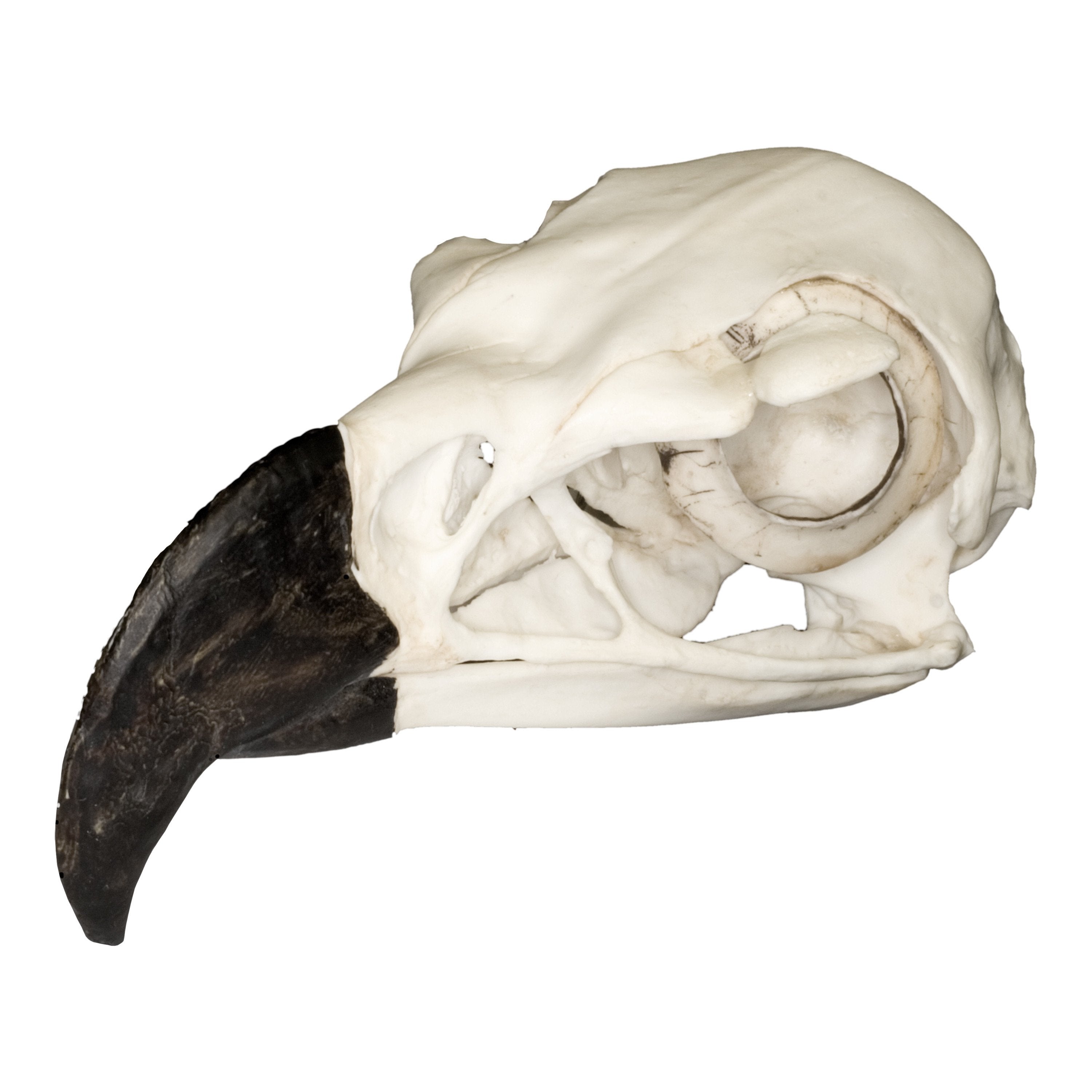 Replica Harpy Eagle Skull - Lifelike Taxidermy Decoration for Gothic Home Decor, Halloween Props & Natural History Displays
