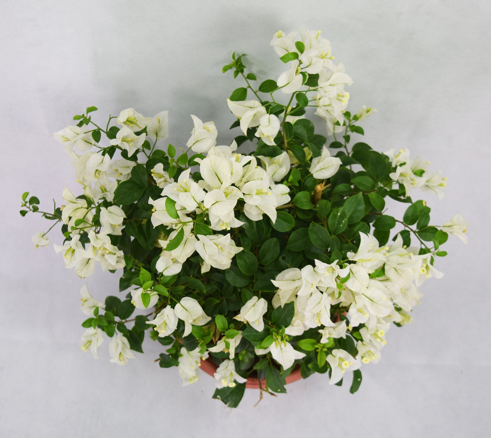 White Bougainvillea Plant - Live Flowering Vine for Gardens, Patios & Landscaping | Perfect for Outdoor Decor & Tropical Themes