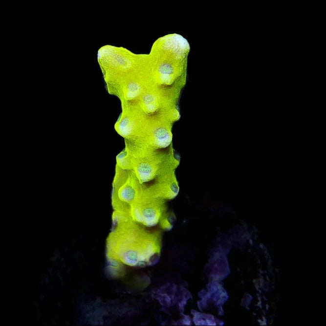 Premium CB The Thing Anacropora Coral for Saltwater Aquariums - Vibrant Live Coral for Reef Tanks & Marine Aquascaping