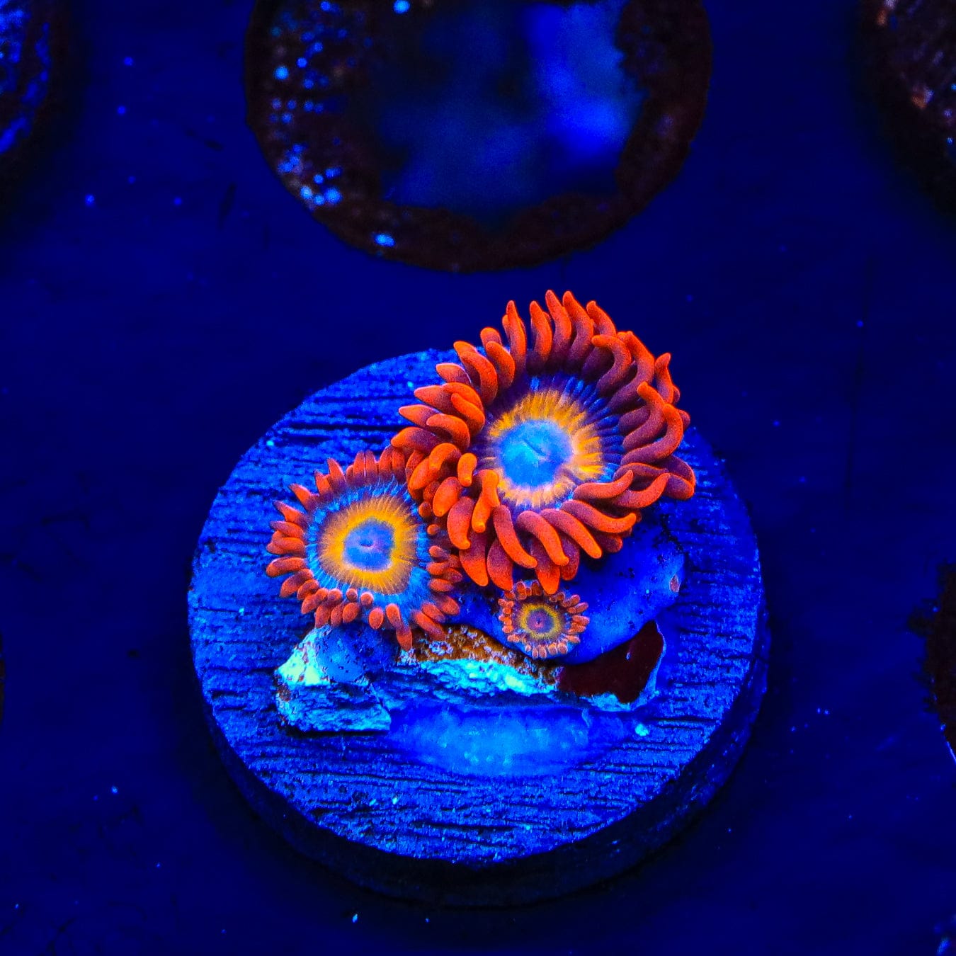 Premium Blue Eye Blondie Zoanthids Coral for Saltwater Aquariums - Vibrant Color & Easy Care Reef Tank Coral for Beginners & Experts