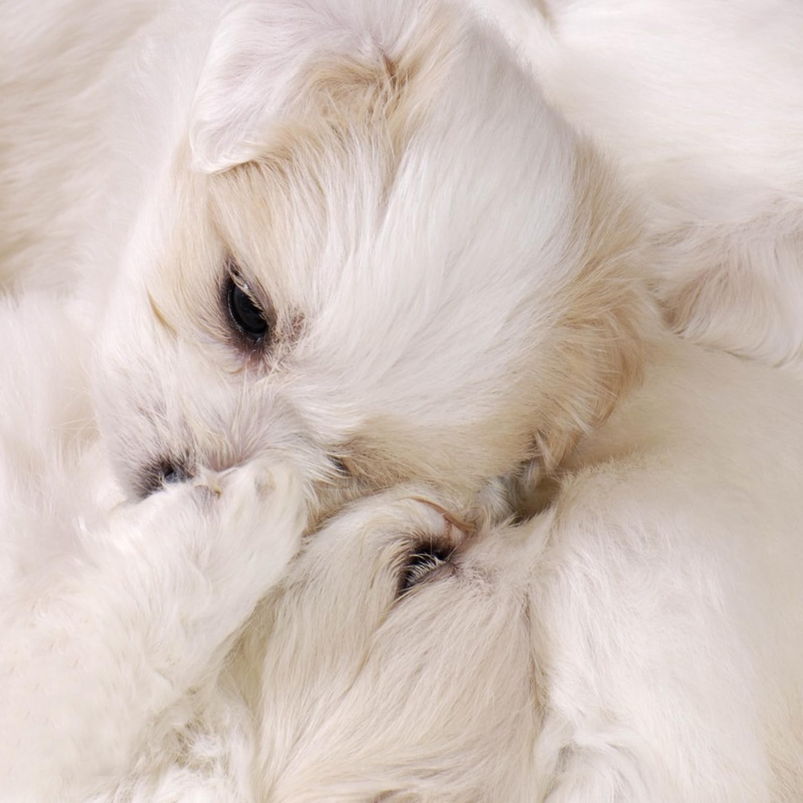 Fluffy Washable Small Dog & Cat Bed - Super Soft Plush Faux Fur Pet Mat for Indoor Sleeping | Warm Comfortable Cushion for Puppies, Kittens & Small Pets | Perfect for Bedroom, Living Room & Pet Carriers