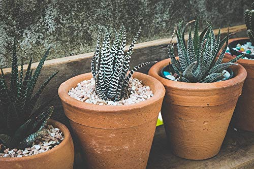 20x30 Inch Laminated Flowerpot Poster - Vibrant Succulent & Nature Wall Art for Home Decor - Perfect for Living Room, Bedroom, Office & Gift Giving