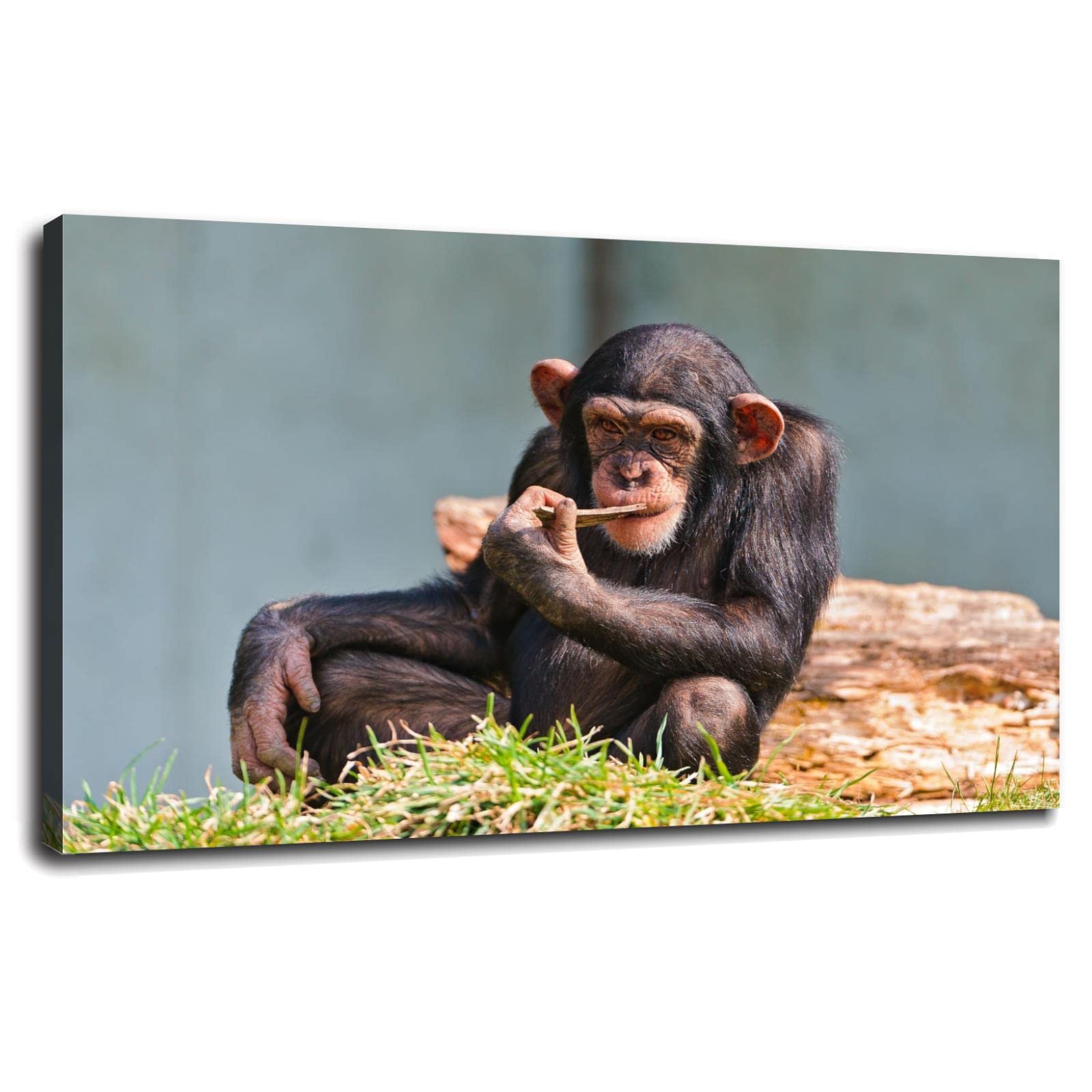 Chimpanzee Canvas Wall Art Prints - Modern Framed Animal Poster 42x24 Inches - Perfect for Office, Home & Kids Room Decor
