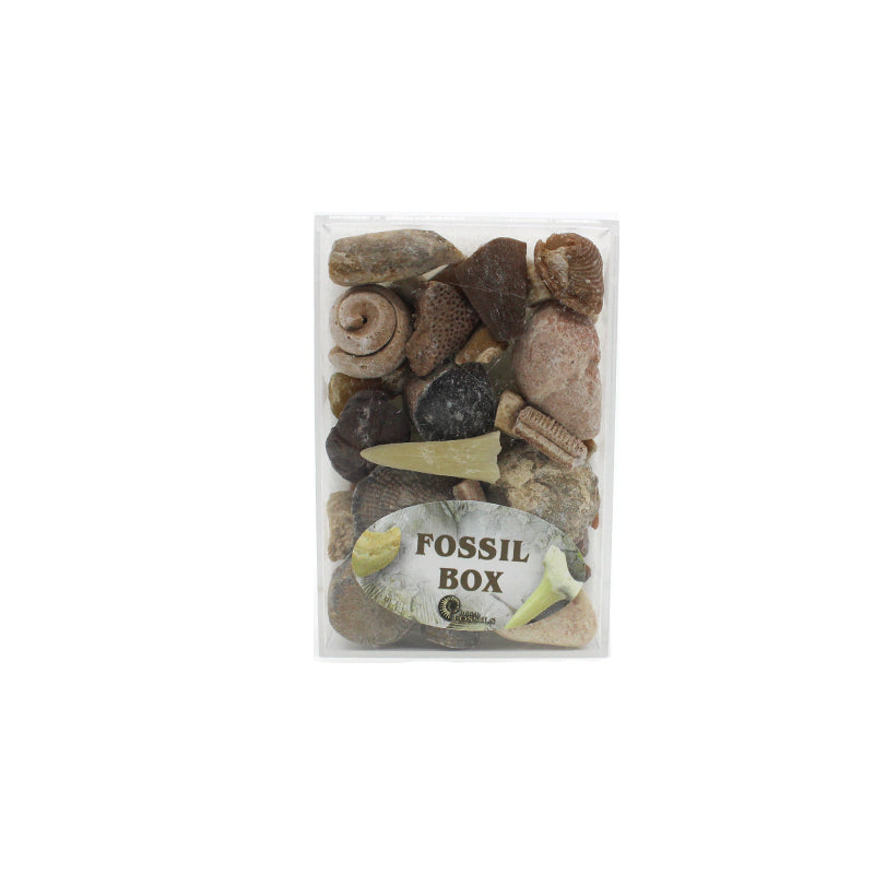 Fossil Box - Vintage-Inspired Jewelry Storage & Organizer | Perfect for Rings, Necklaces & Earrings | Elegant Gift Box for Women & Girls | Ideal for Travel, Home Decor & Special Occasions