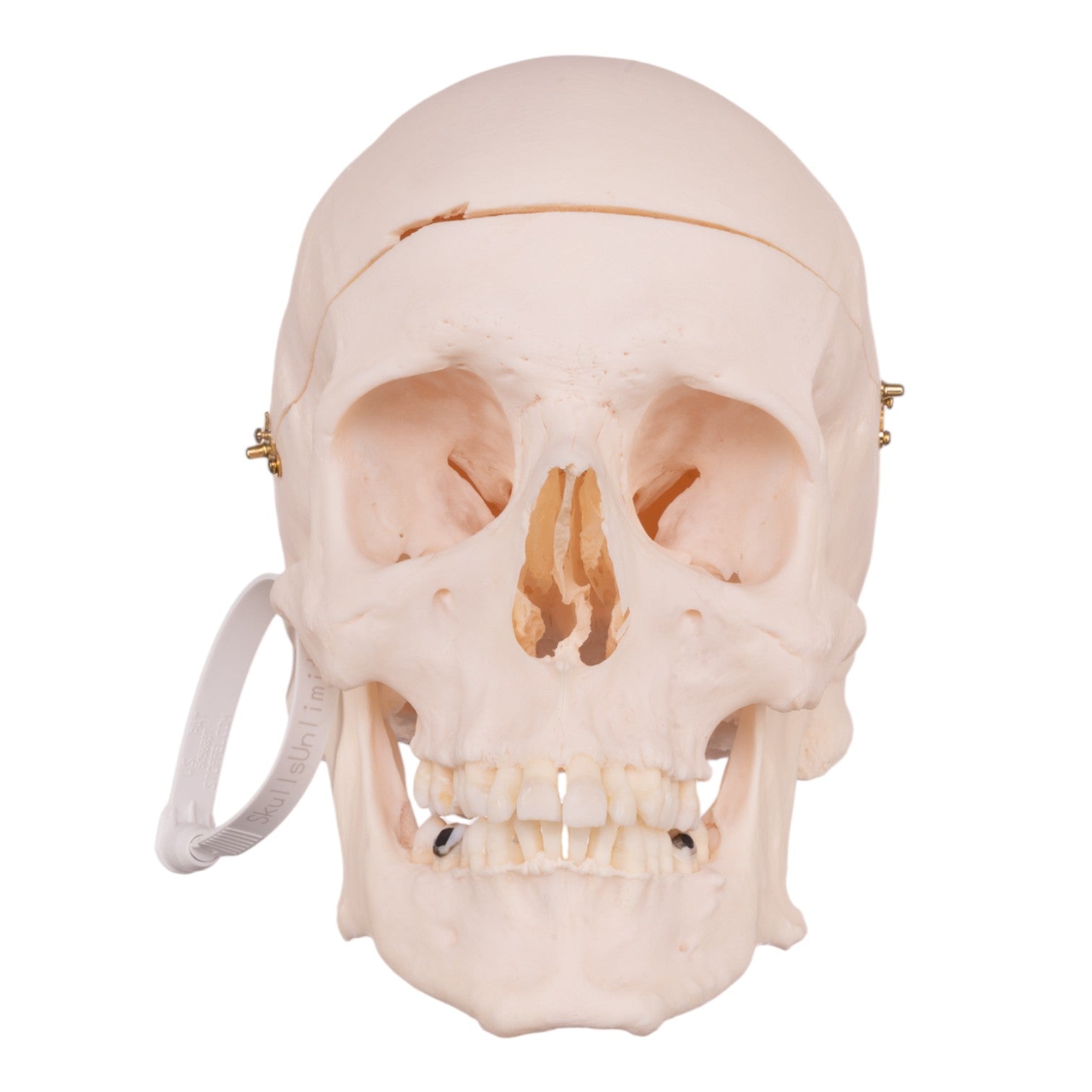 Premium Anatomical Human Skull Model - Accurate Medical & Educational Tool for Doctors, Students & Halloween Decor