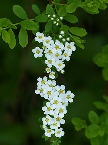 20x30 Inch Laminated Floral Poster - White Ornamental Spirea Bridal Shrub Flowers with Vibrant Colors for Home Decor | Perfect for Living Room, Bedroom & Office Wall Art