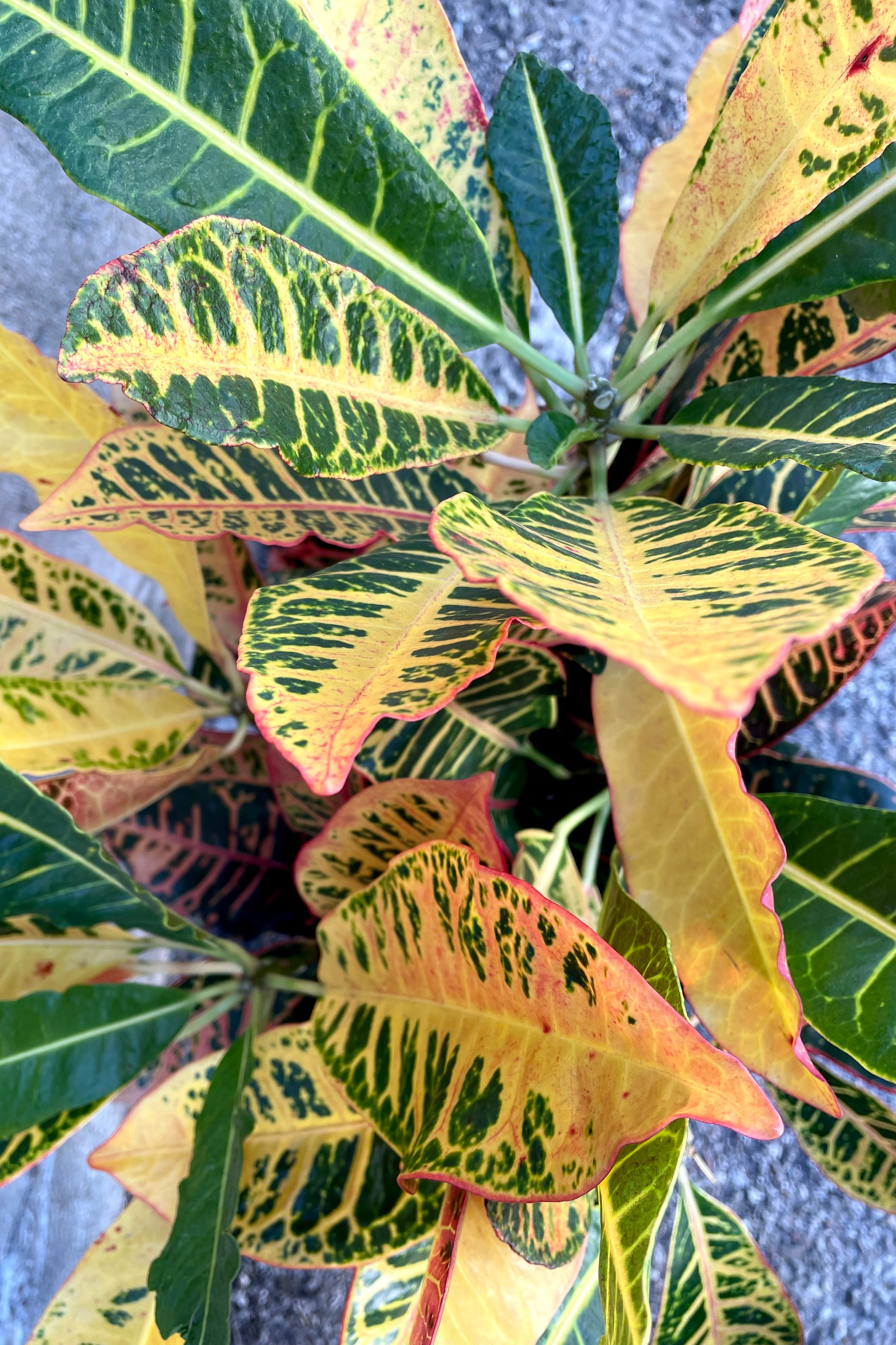Buy Codiaeum Variegatum Garden Croton 10 - Colorful Tropical Houseplant for Home & Office Decor - Perfect for Indoor Gardening, Living Room, and Patio