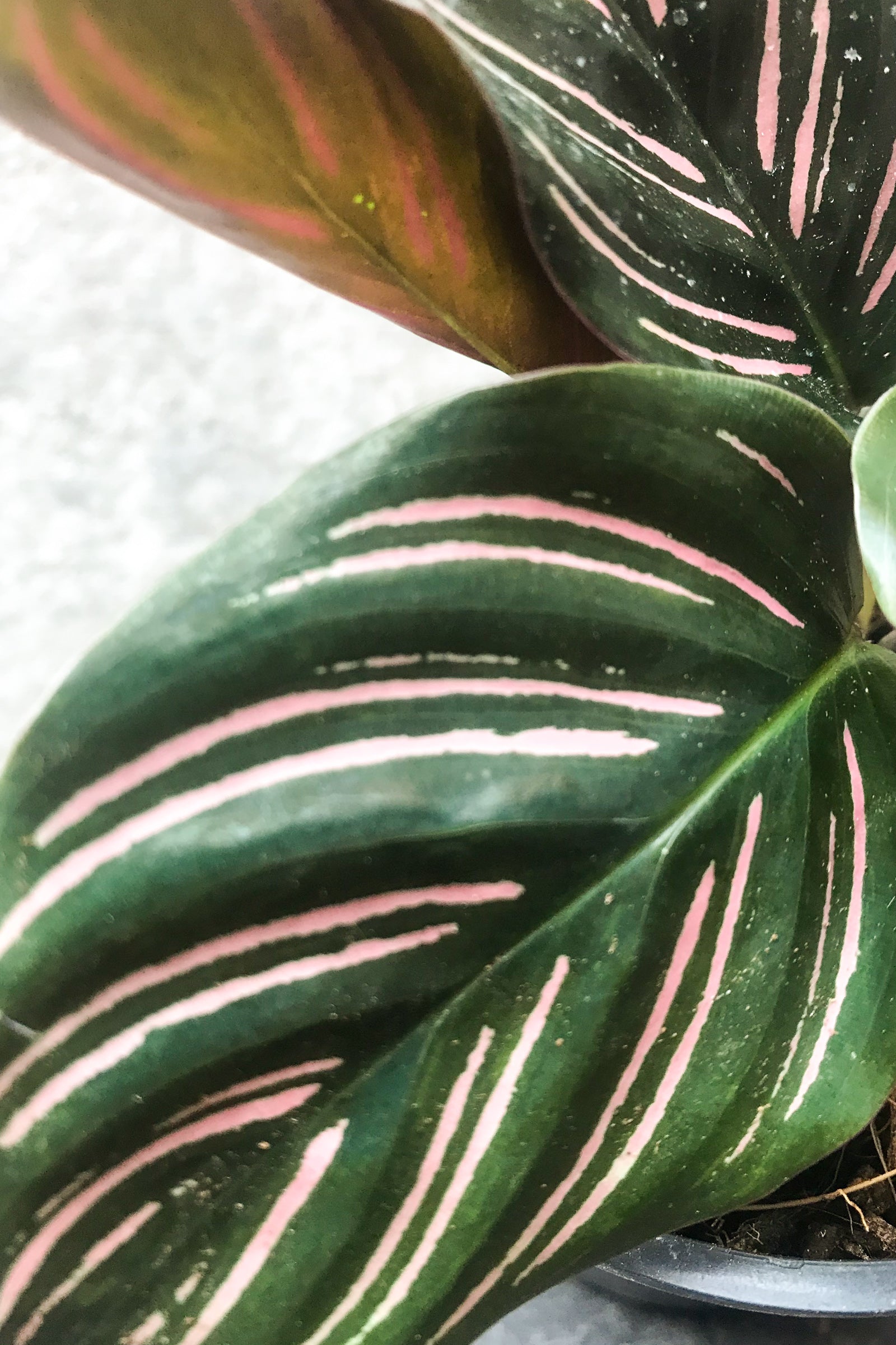 Calathea Ornata 4 Inch Potted Plant - Beautiful Pink Striped Prayer Plant for Home & Office Decor | Perfect for Living Rooms, Bedrooms, and Indoor Spaces