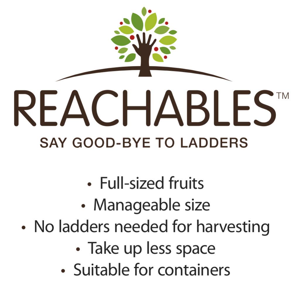 Baker's Delight Apple Reachables Fruit Tree - Live Bareroot Tree (1-Pack) | Easy to Grow Dwarf Apple Tree for Home Gardens, Backyard Orchards & Fresh Fruit Lovers