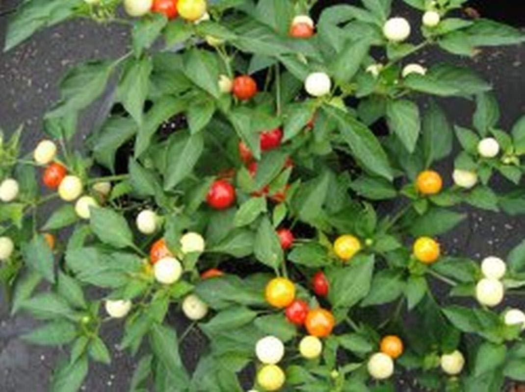 10 Pack Spilled Marble Seeds - Perfect for Container Gardening, DIY Home Decor & Unique Gift Ideas