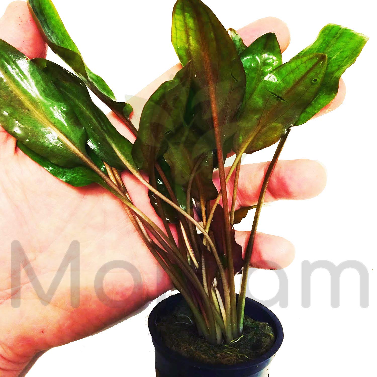 Cryptocoryne Wendtii 