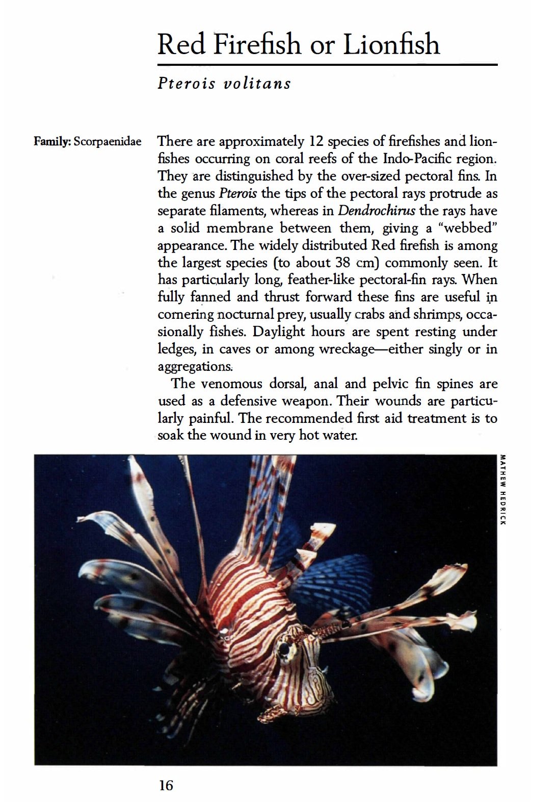 Handy Pocket Guide to Tropical Coral Reef Fishes - Compact Marine Fish Identification Book for Scuba Divers & Snorkelers | Perfect for Underwater Exploration & Ocean Adventures