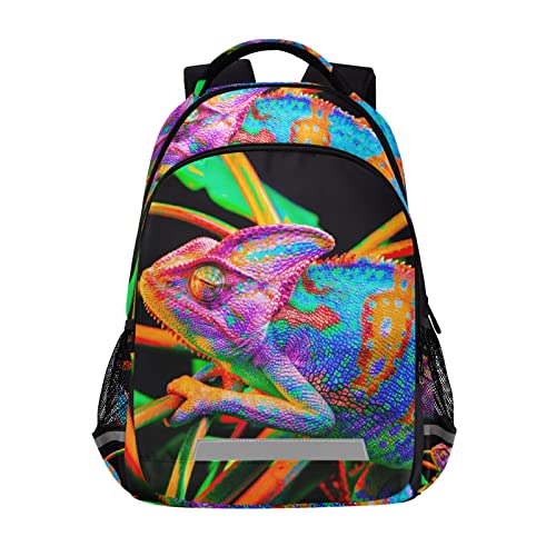 Colorful Lizard
