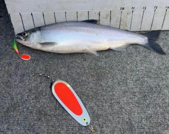 UV Flo Red Nickel Kokanee Dodger Fishing Lure - Perfect for Kokanee Salmon Fishing in Lakes and Rivers