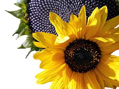 Premium Black Oil Sunflower Seeds (Helianthus Annuus) - 46,000 Non-GMO Seeds (5 LB Bulk) for Bird Feeding, Gardening & Wildlife Attraction